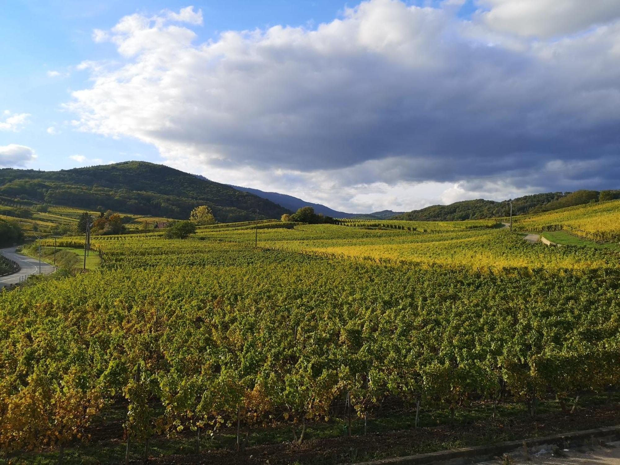 L'Horizon Lejlighed Bergheim Eksteriør billede